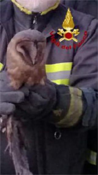 Barbagianni incastrato nella canna fumaria, lo salvano i vigili del fuoco